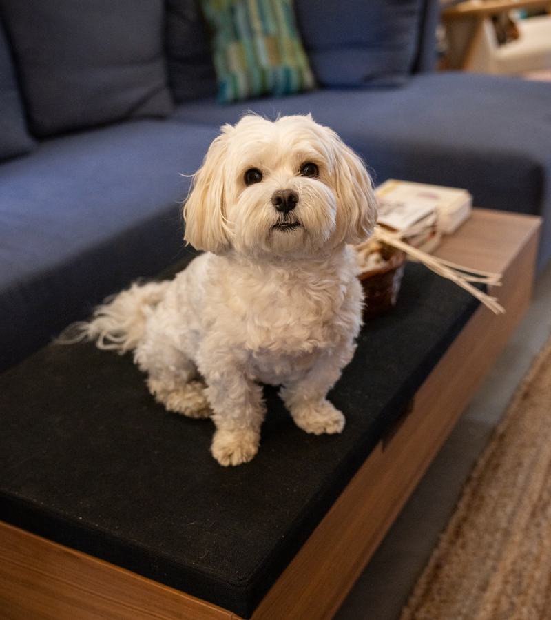 A photo of Riddle, a five-year-old Havanese dog. Riddle is sitting on top of a coffee table, surrounded by a blue sectional. Photo de Riddle, un bichon havanais de cinq ans. Riddle est assis sur une table basse, entouré d’un canapé bleu.